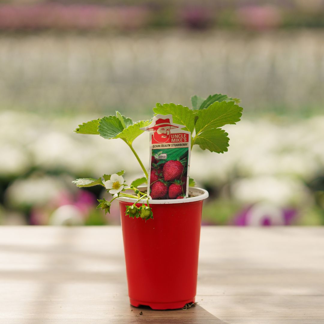 Strawberry – Ozark Beauty – 4.5″ Pot